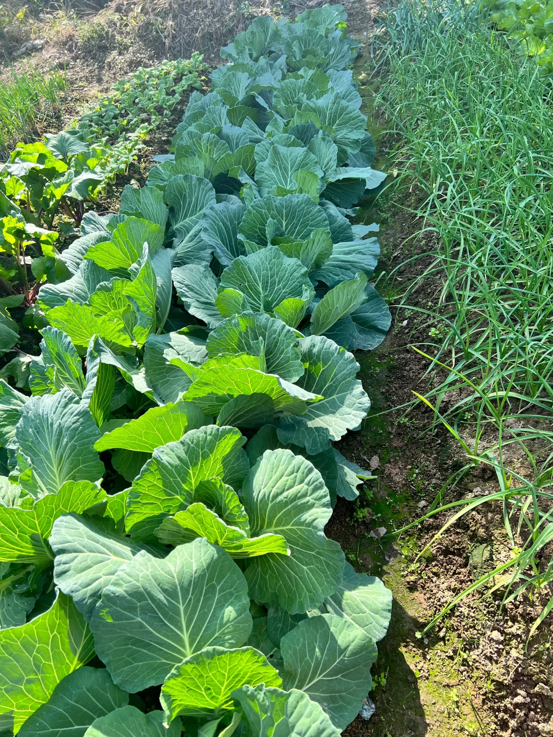 ?补上篇放不下图的冬季蔬菜?