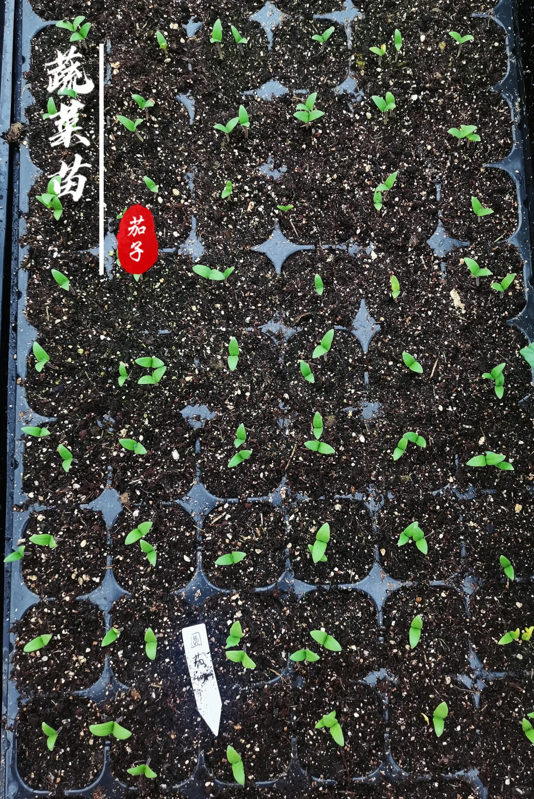 蔬菜苗合集，蔬菜种子播种十天后的样子！