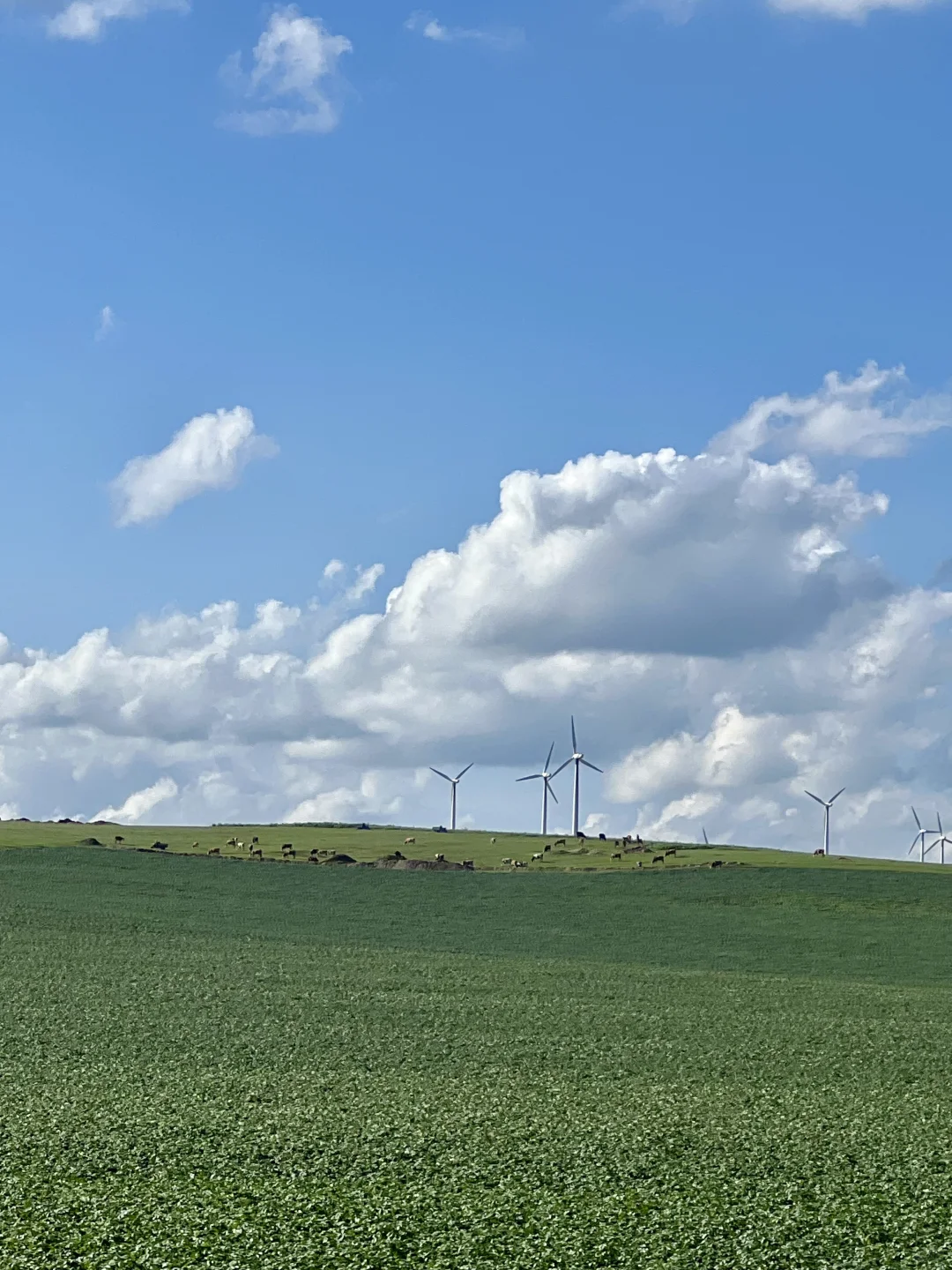 风车清楚每阵风的来意