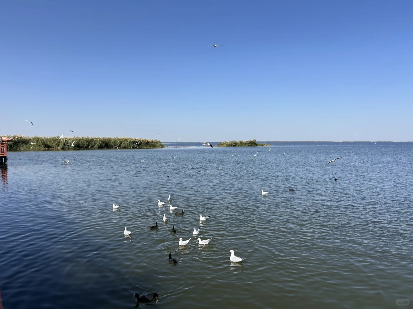 乌梁素海（内蒙·巴彦淖尔·乌拉特前旗）