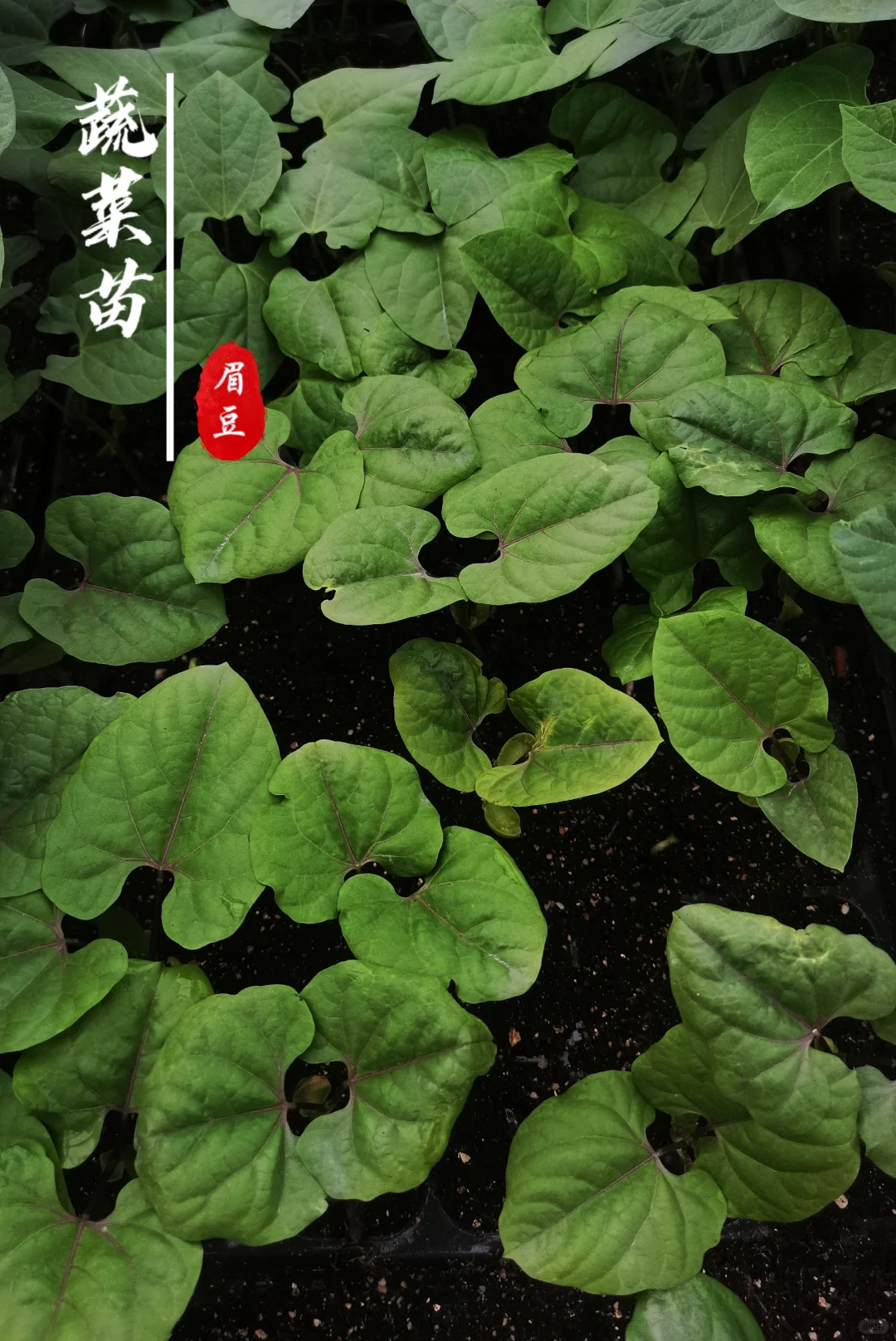 蔬菜苗合集，蔬菜种子播种十天后的样子！