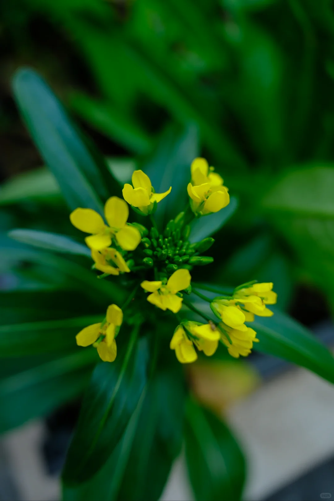 富士随拍｜菜园里的治愈色