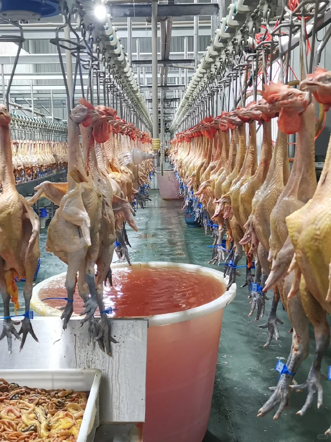 欢迎参观马杨屠宰厂,欢迎采购滇哥鸡!