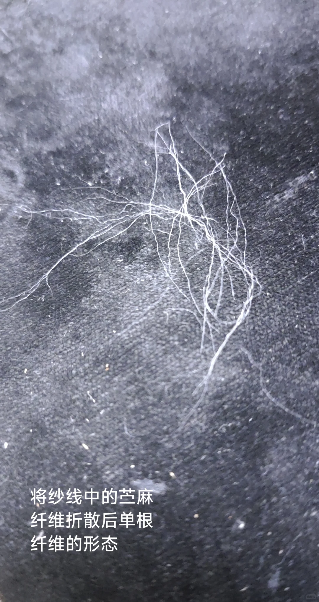 你的衣服真的是苎麻做的吗?一一苎麻鉴别篇