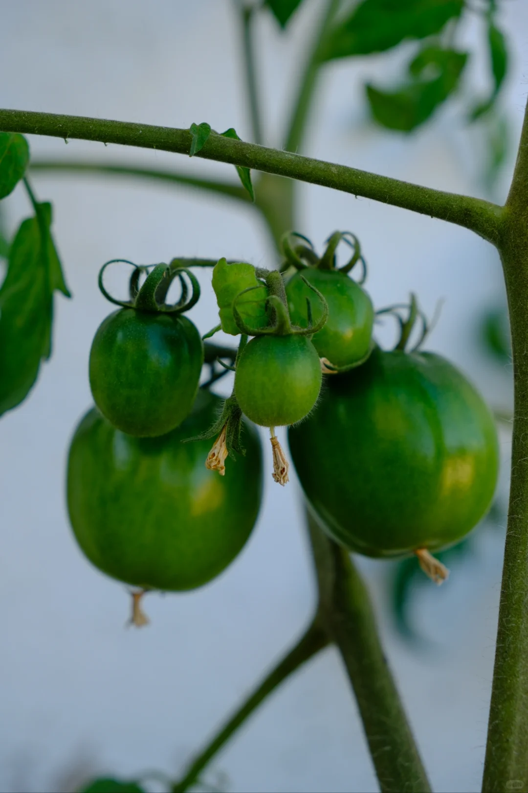 富士随拍｜菜园里的治愈色