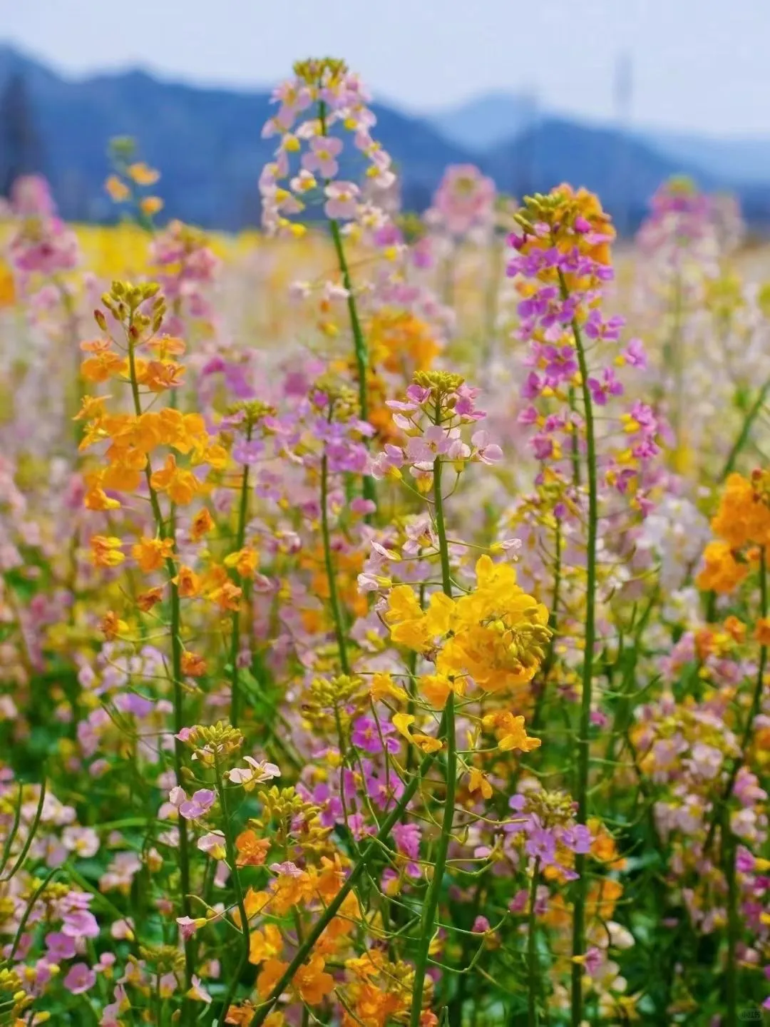 观赏经济作物的价值