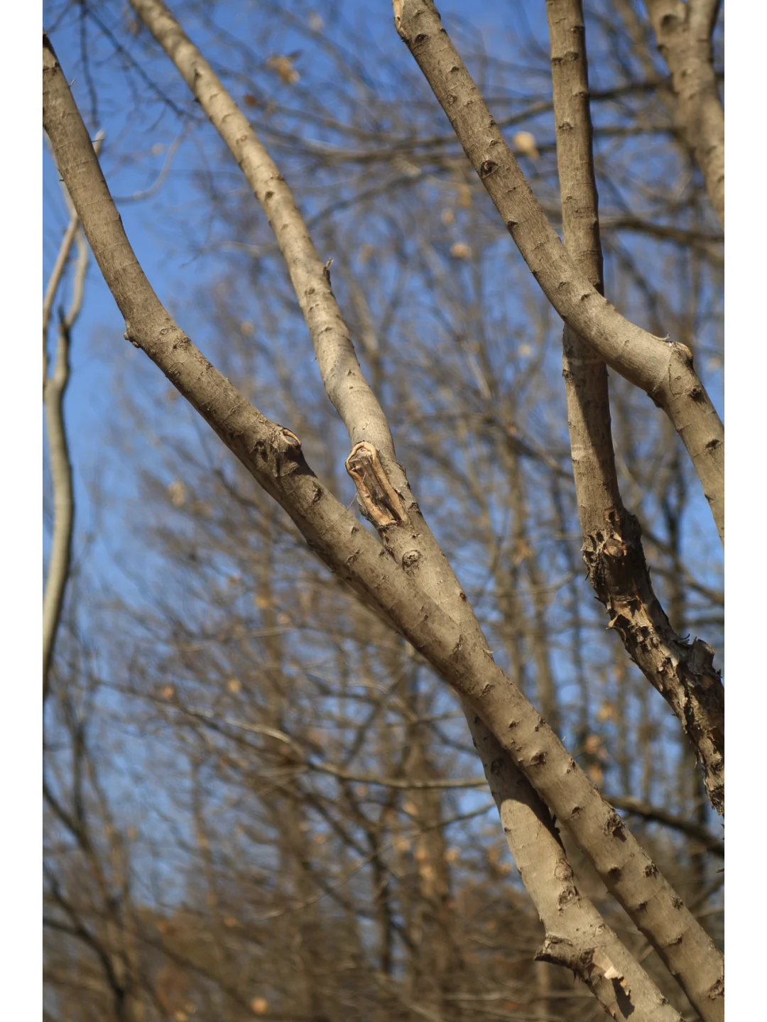 柯达EKTAR 100 3.5二代旁轴镜头，稀土玻璃