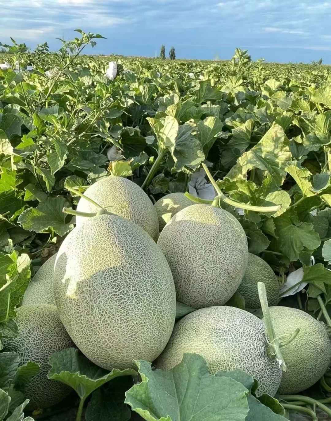 长期大量收购蔬菜、水果精品货源