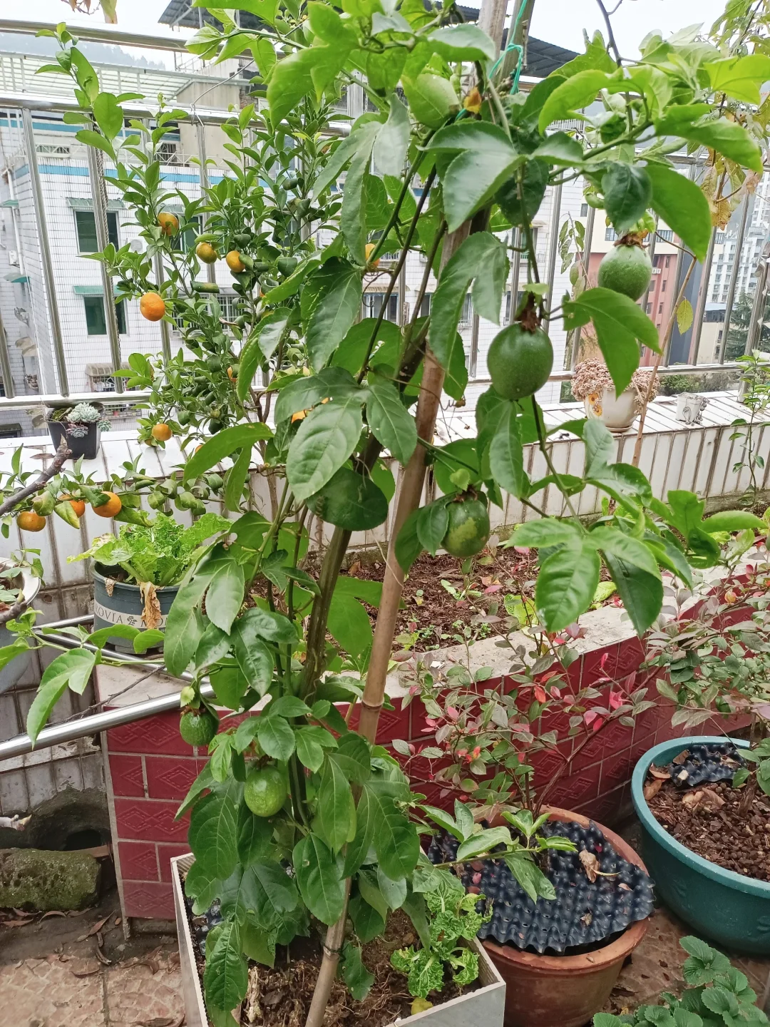 属于自己的小自然世界～我的楼顶果园