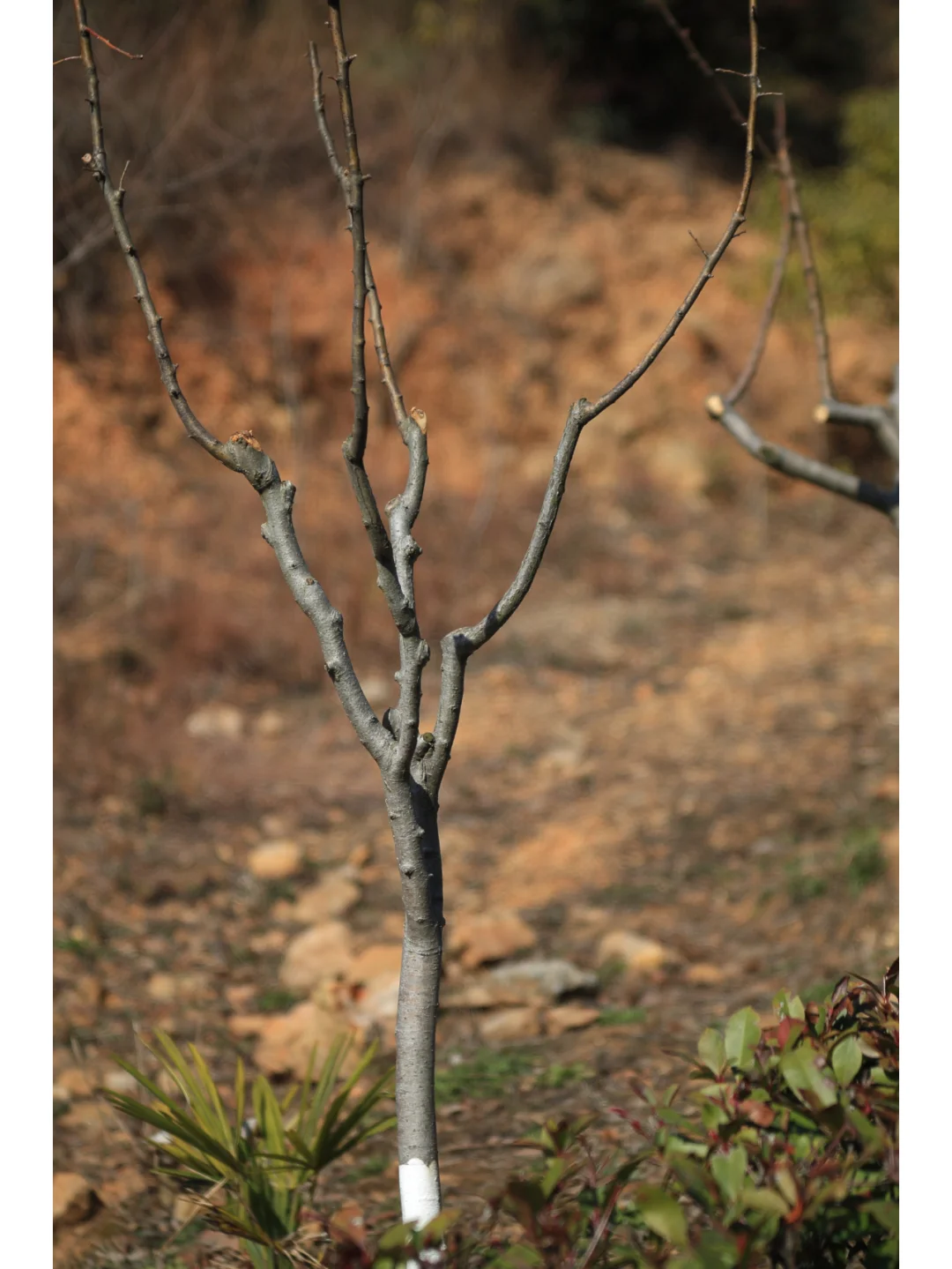 柯达EKTAR 100 3.5二代旁轴镜头，稀土玻璃