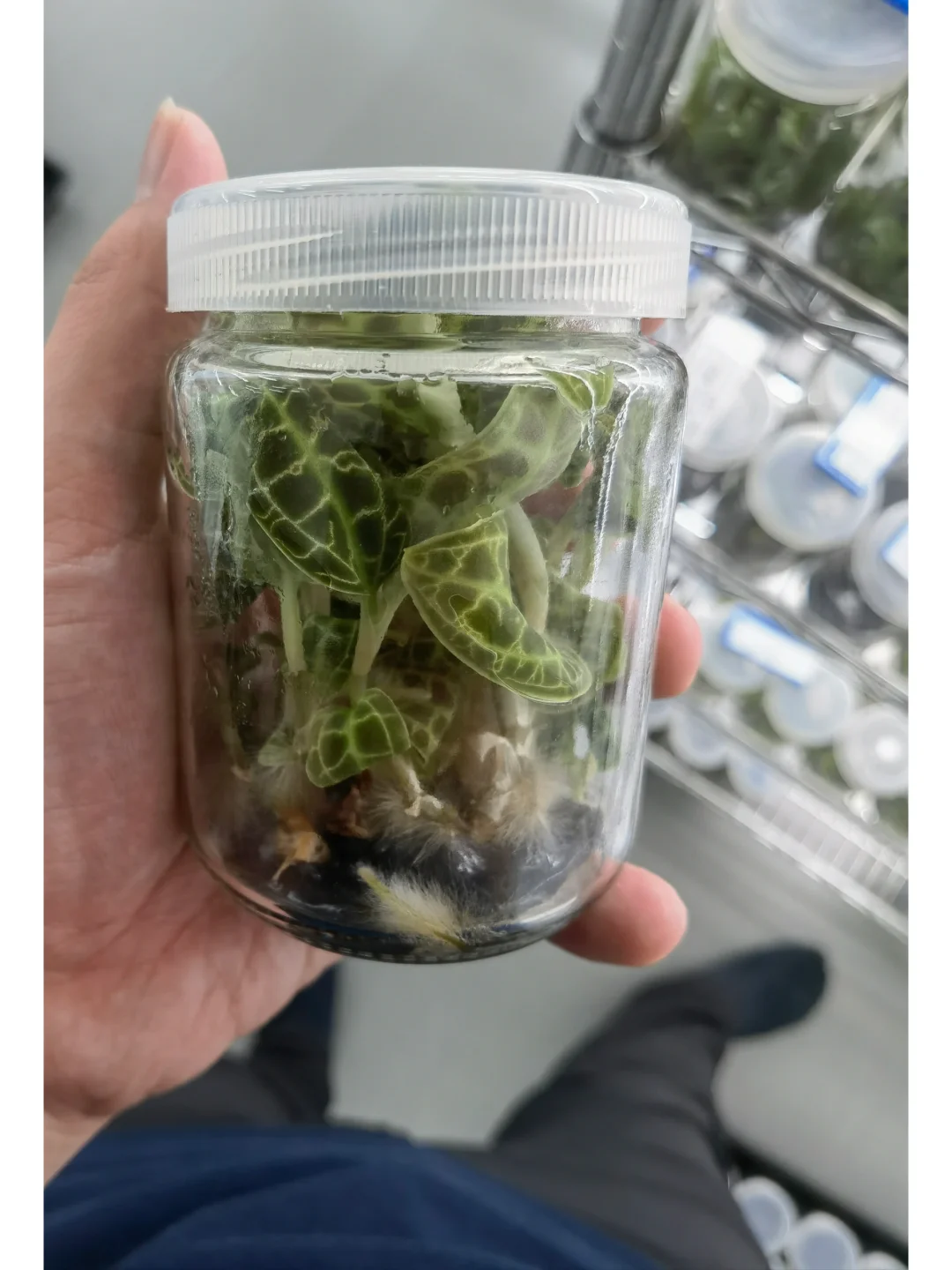 兰花里唯一观叶类型-宝石兰