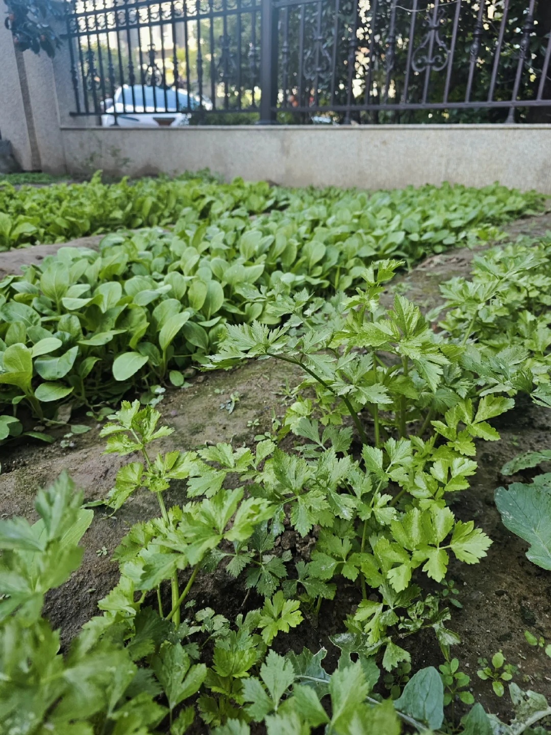 丰收了，蔬菜自由啦