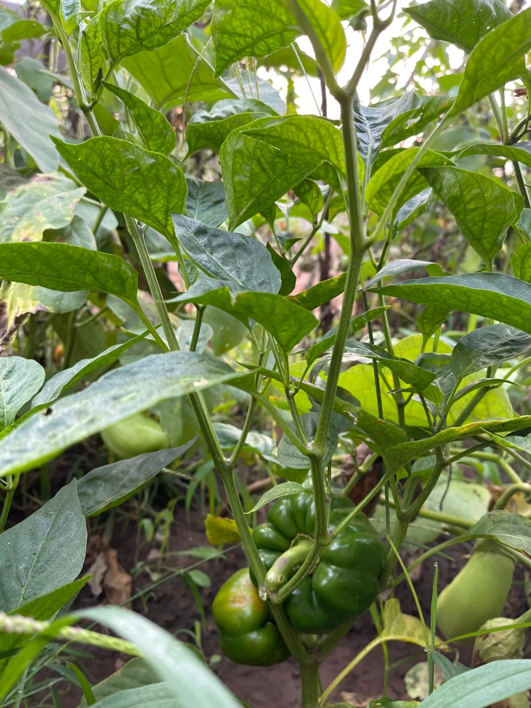 看图识蔬菜答案?