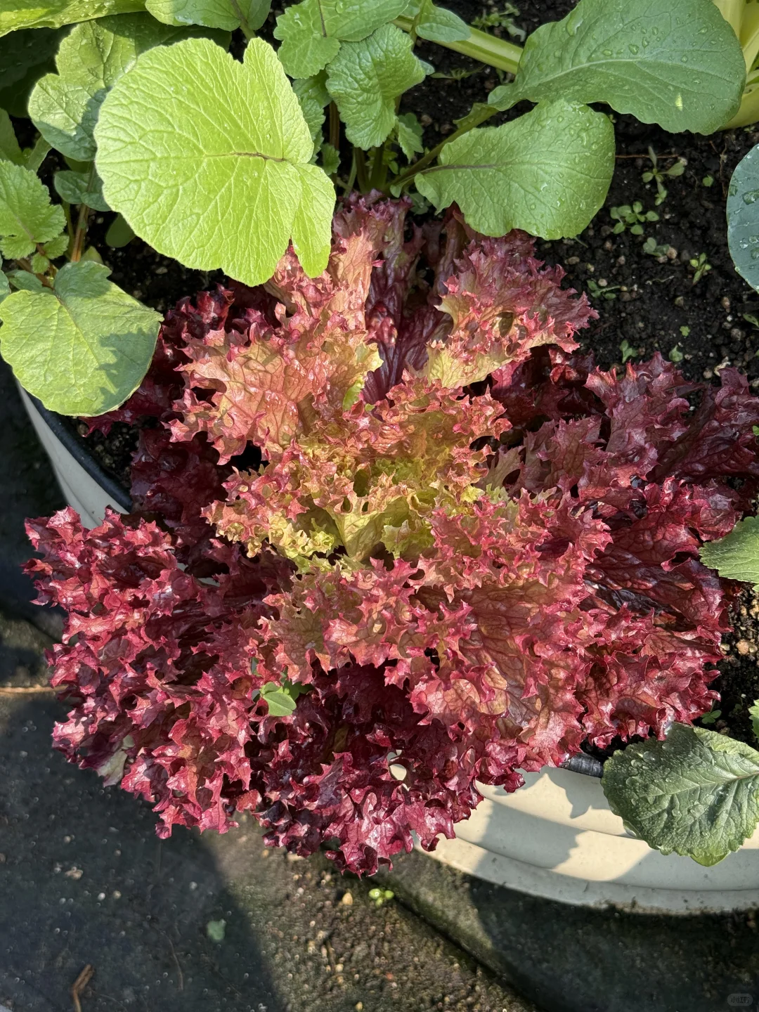 种菜之旅——两个多月的成果