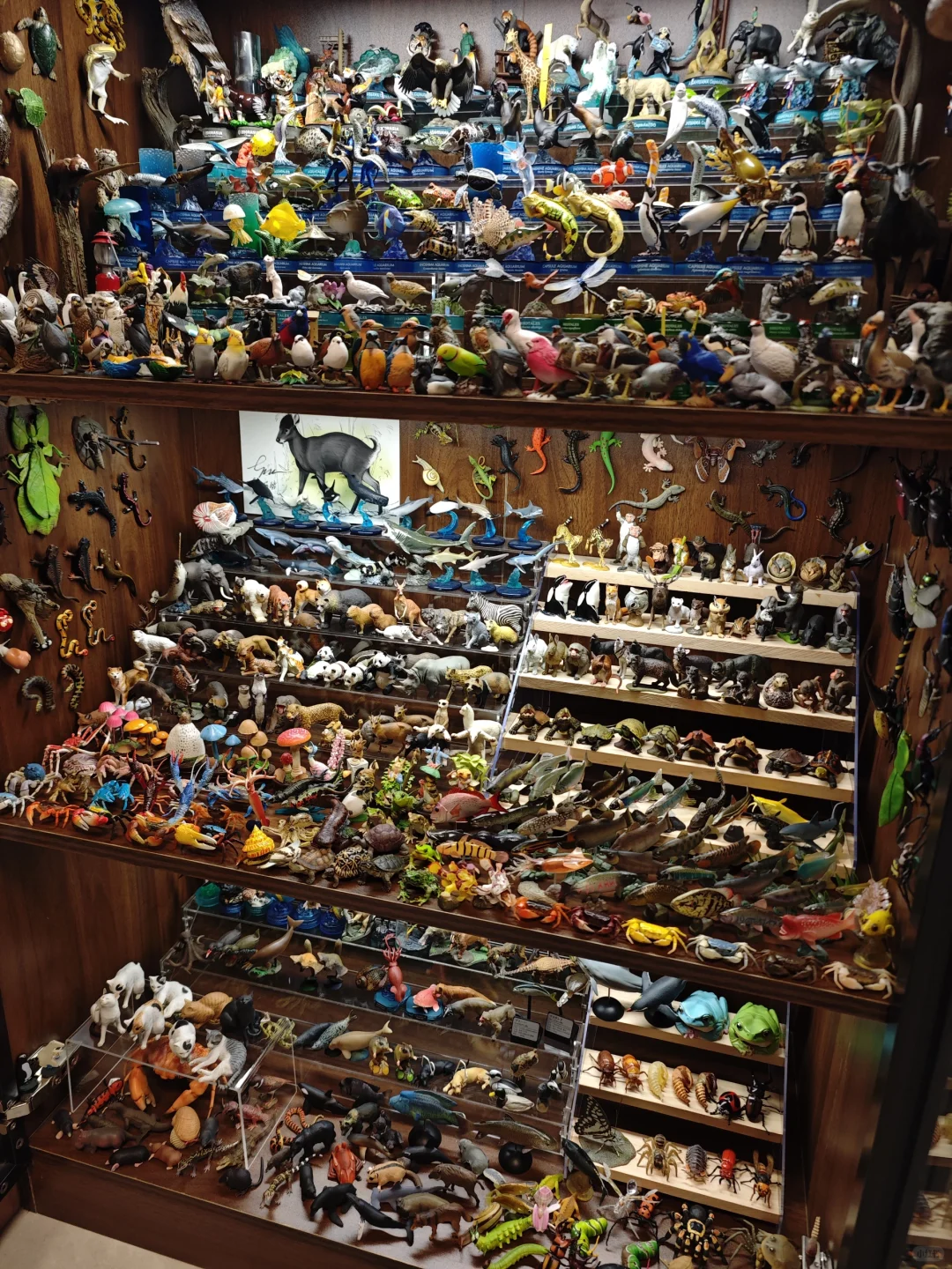 如何在家中拥有一个动物世界?