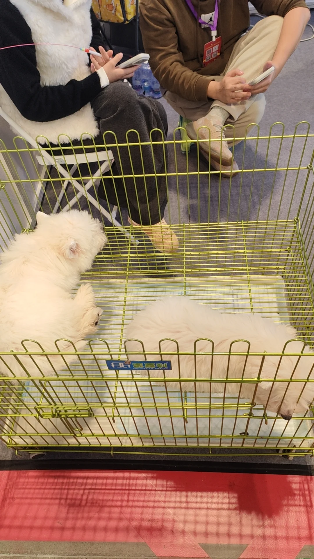 当农产品展遇见趣宠展怎么能不去薅羊毛