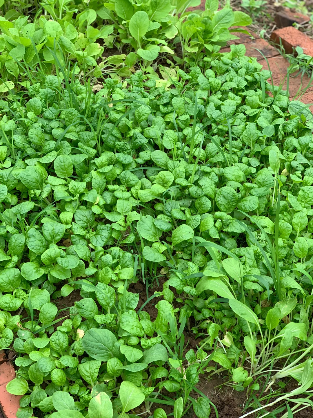 秋雨中的小菜园