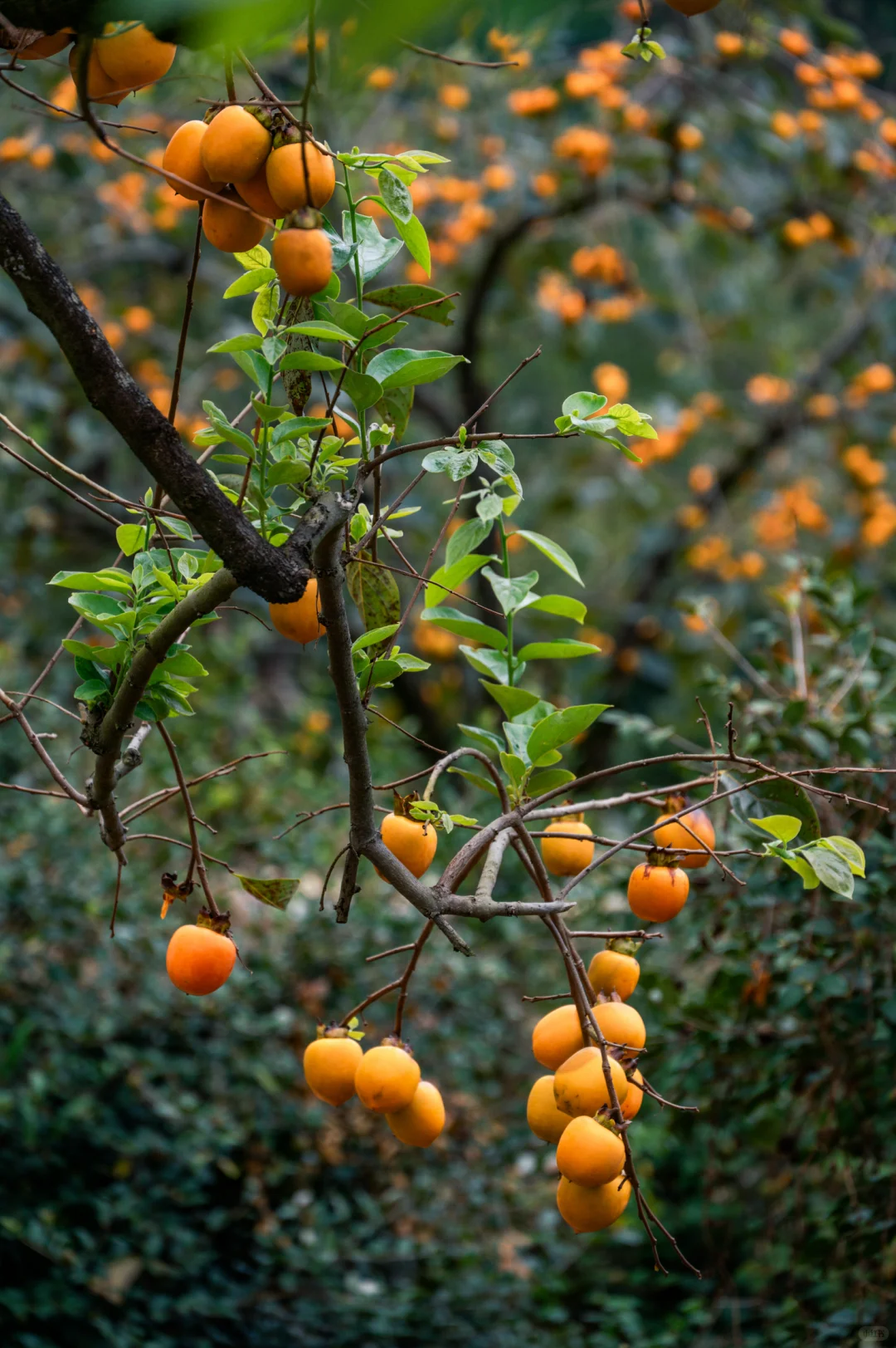 何峰山-王公山-利洋村的踏秋徒步