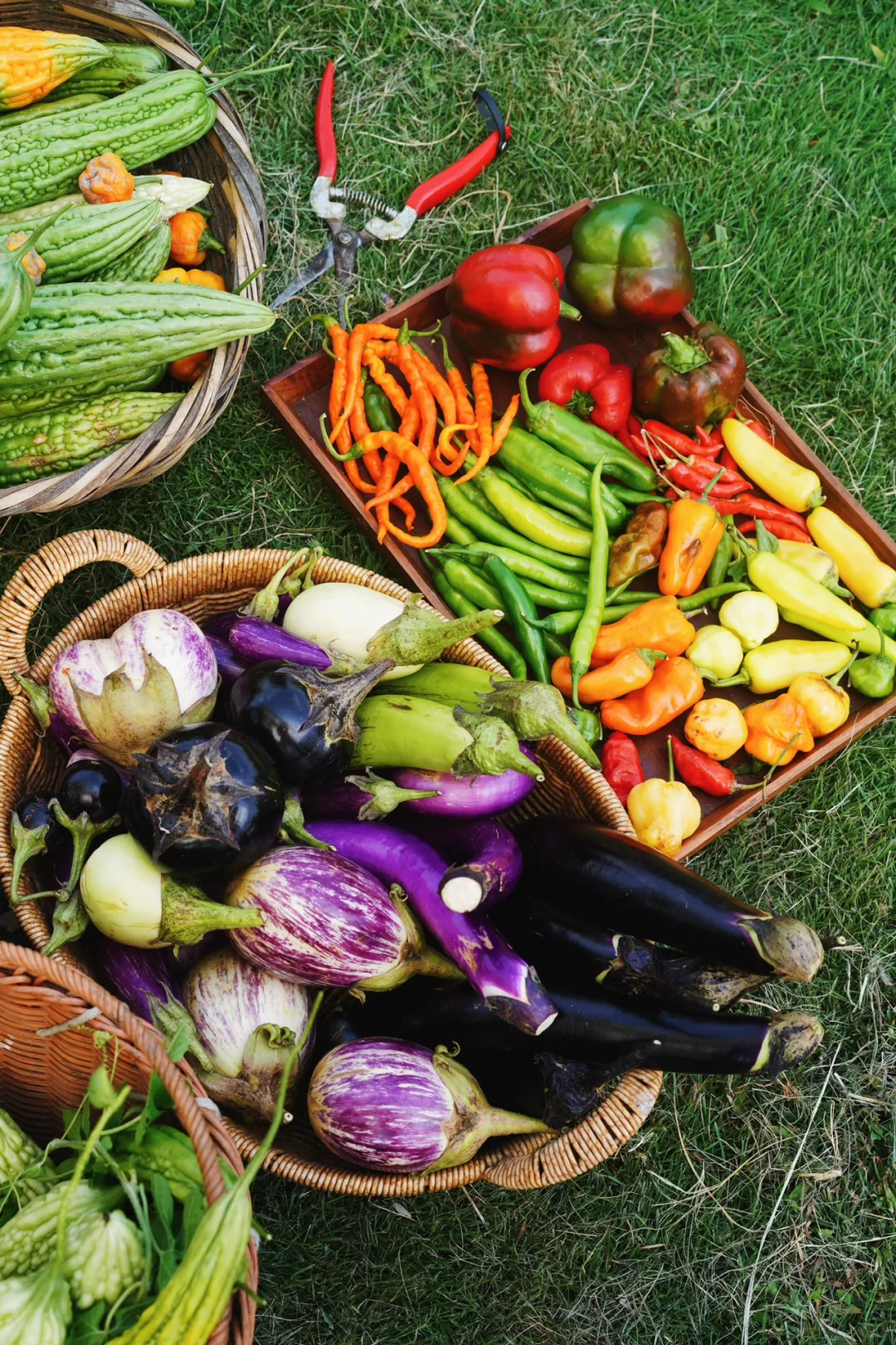 夏季的菜园就是最好的调色盘?