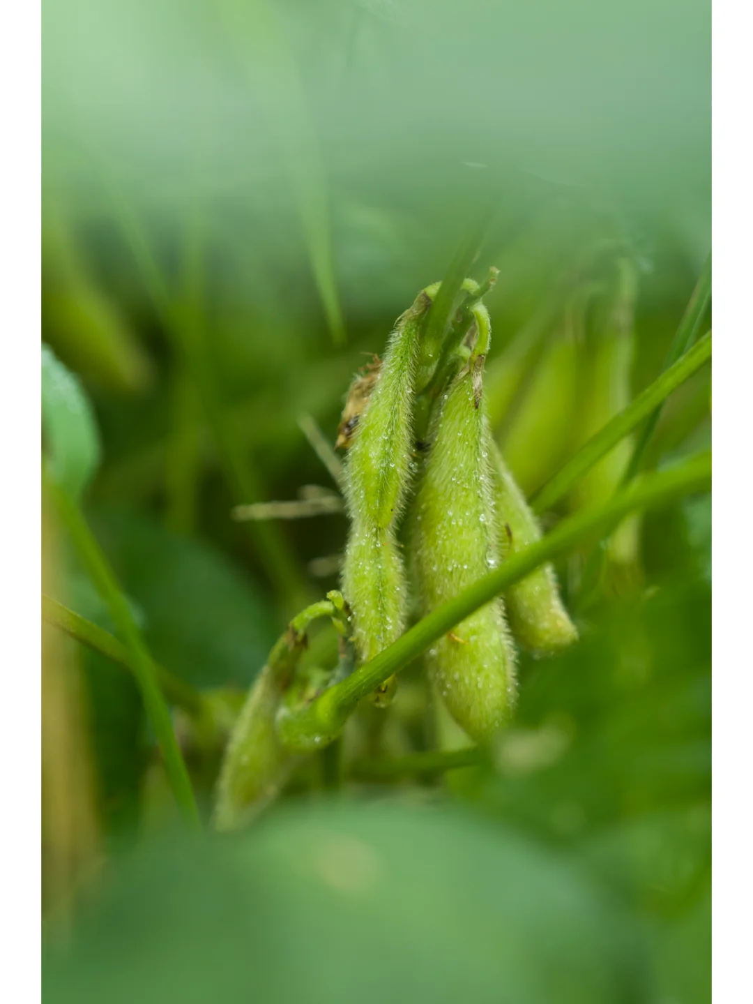 自然农法种出来的蔬菜，真正的纯天然无污染