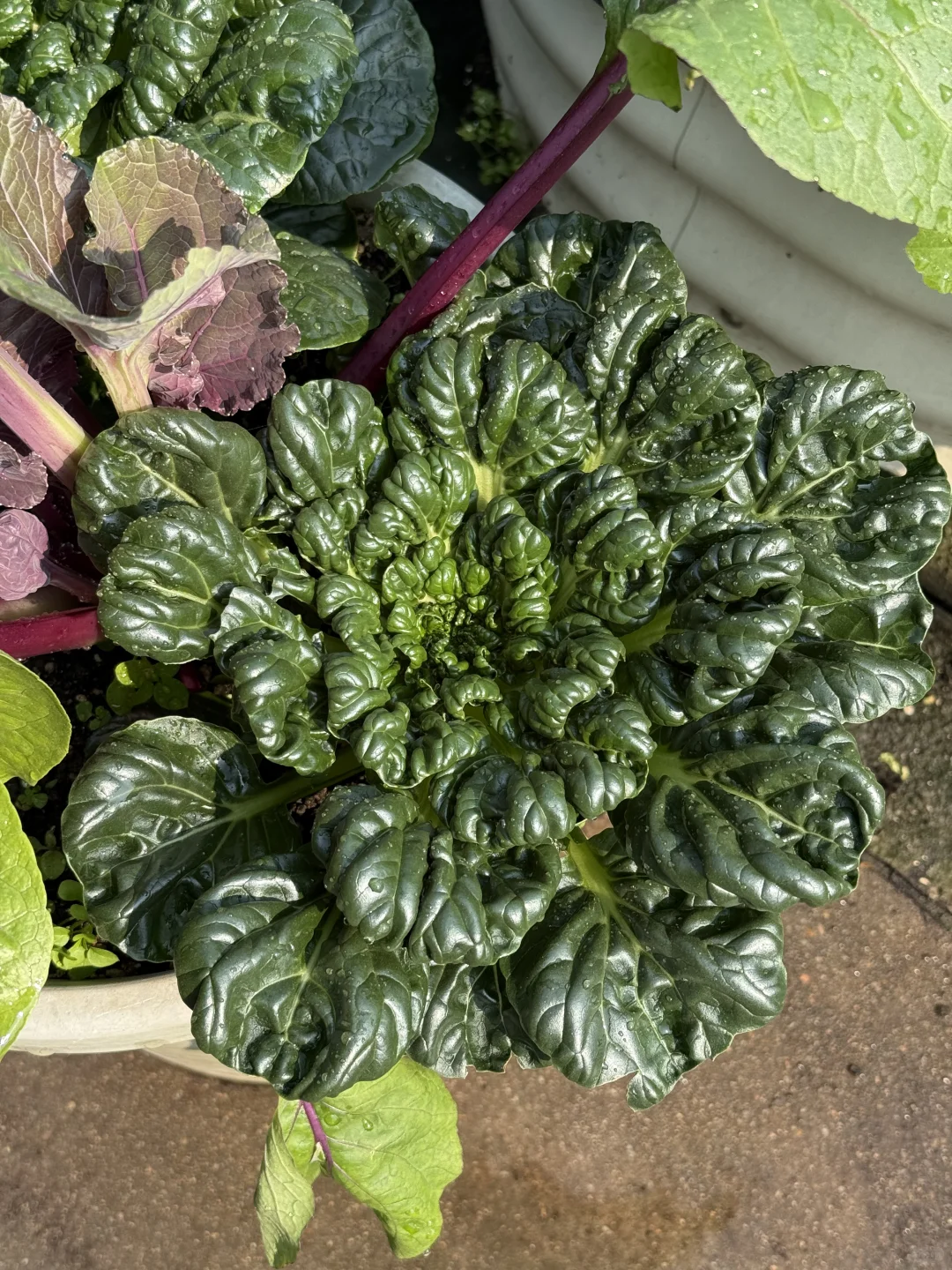 种菜之旅——两个多月的成果