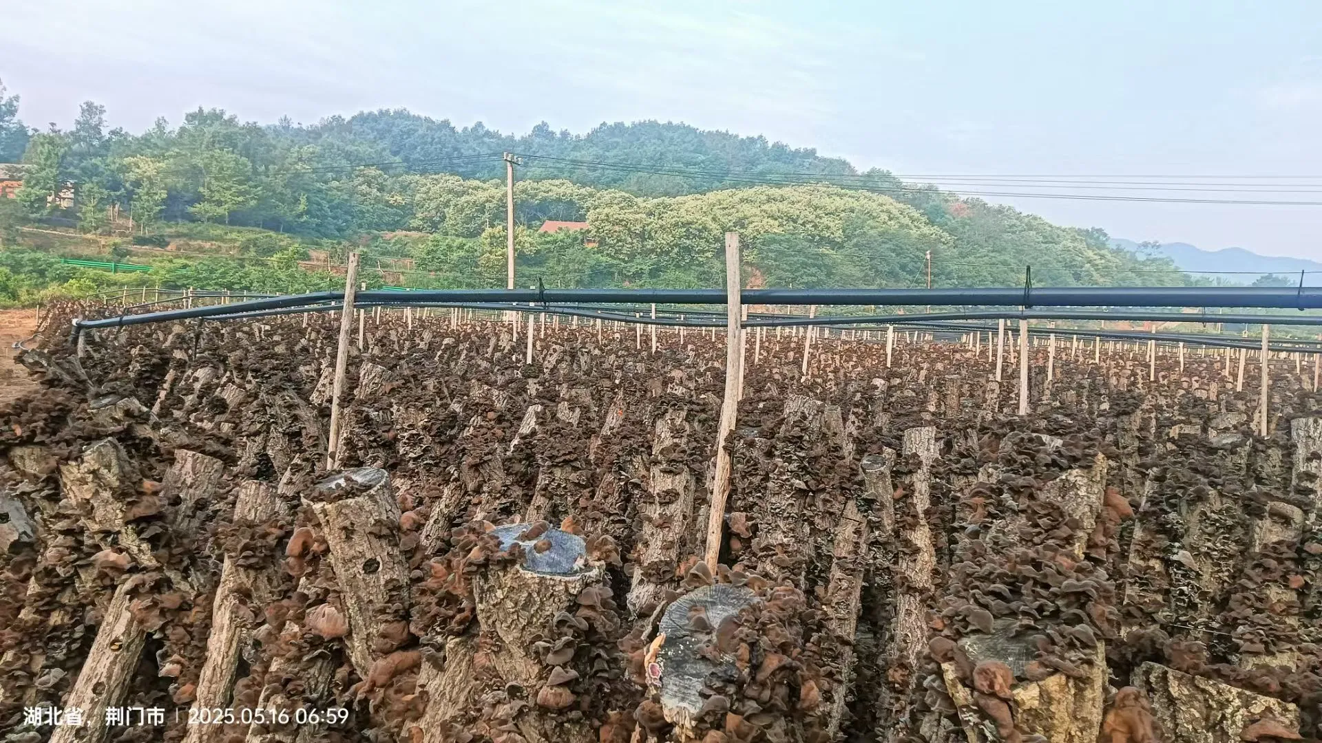 木耳大丰收了！