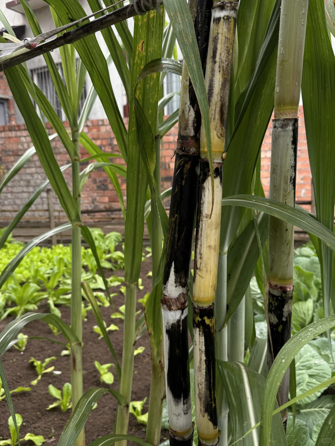 “天呐：永远没有一根杂草的菜地……”