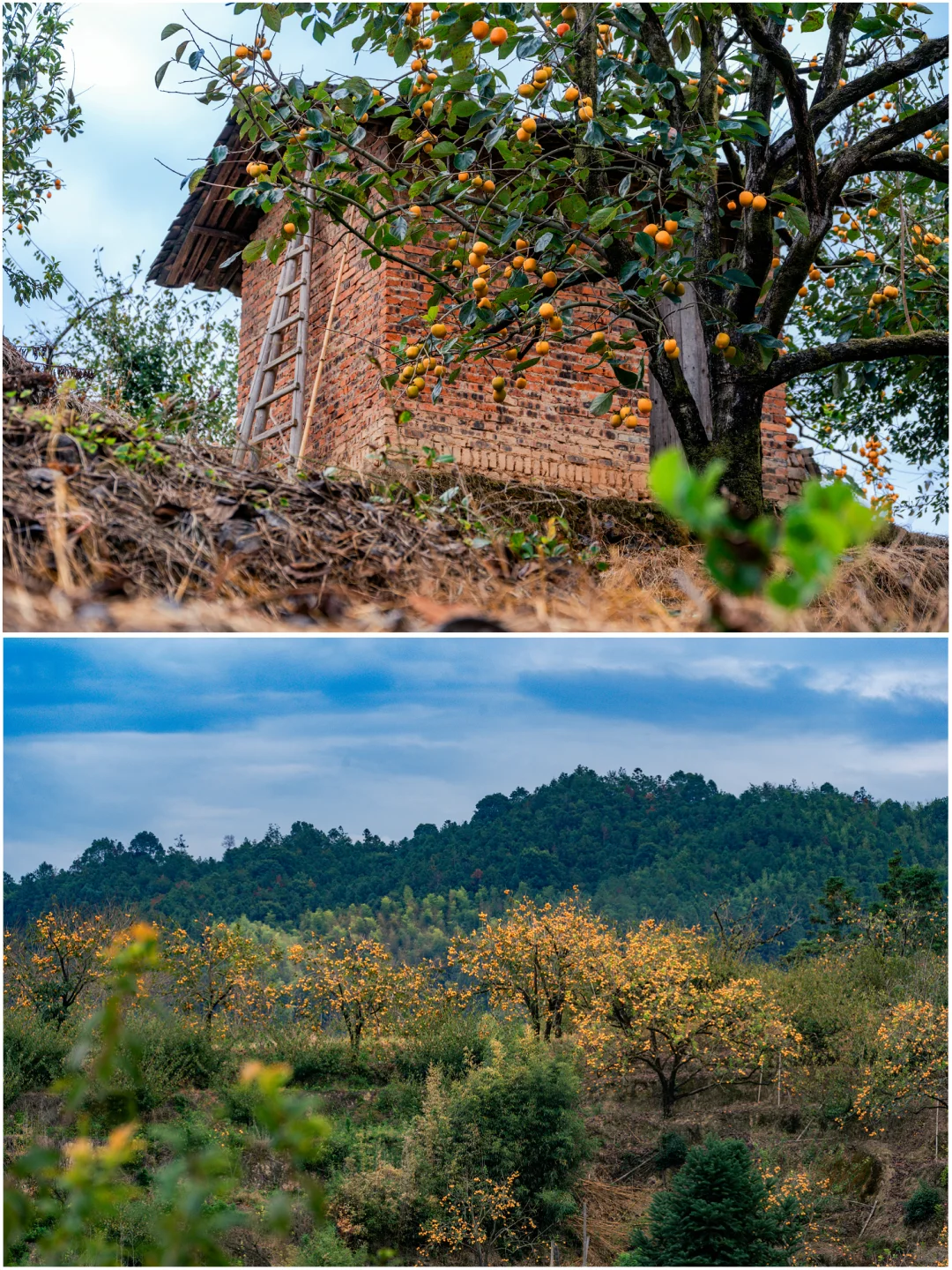 何峰山-王公山-利洋村的踏秋徒步