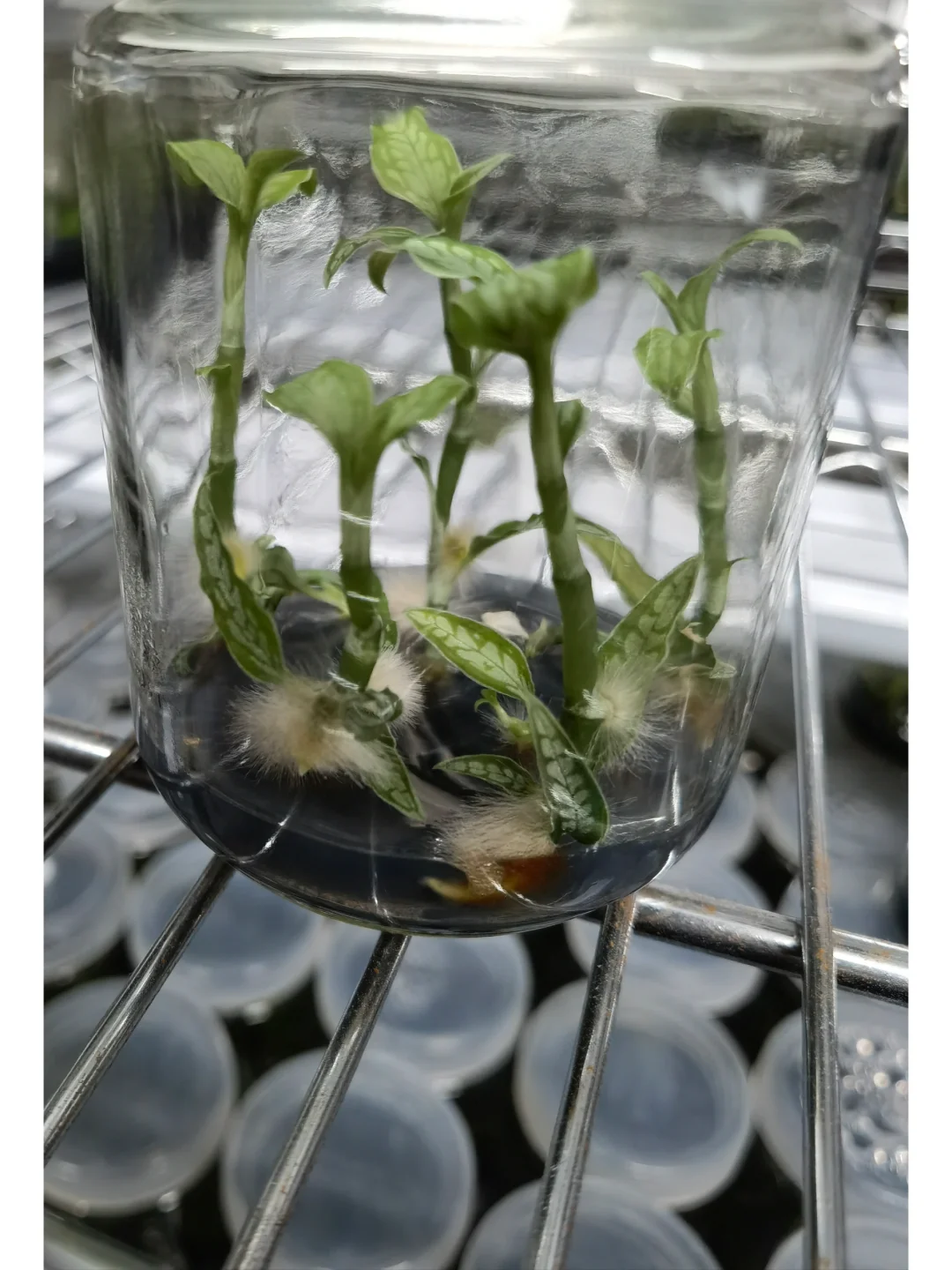 兰花里唯一观叶类型-宝石兰