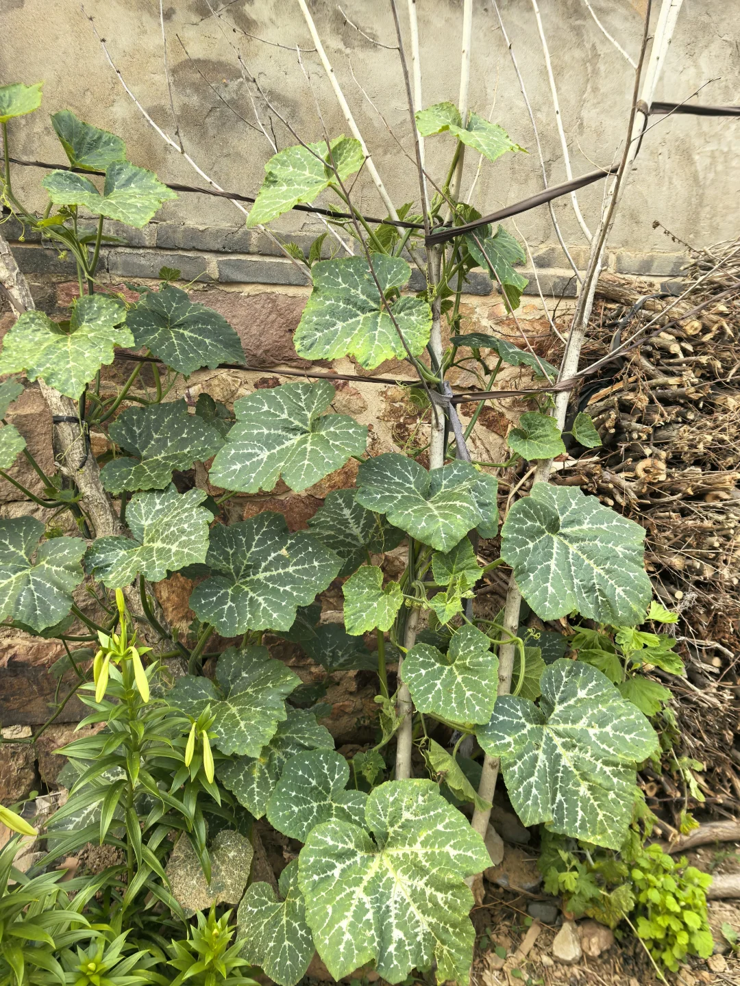 在线猜农作物蔬菜看你能闯到第几张