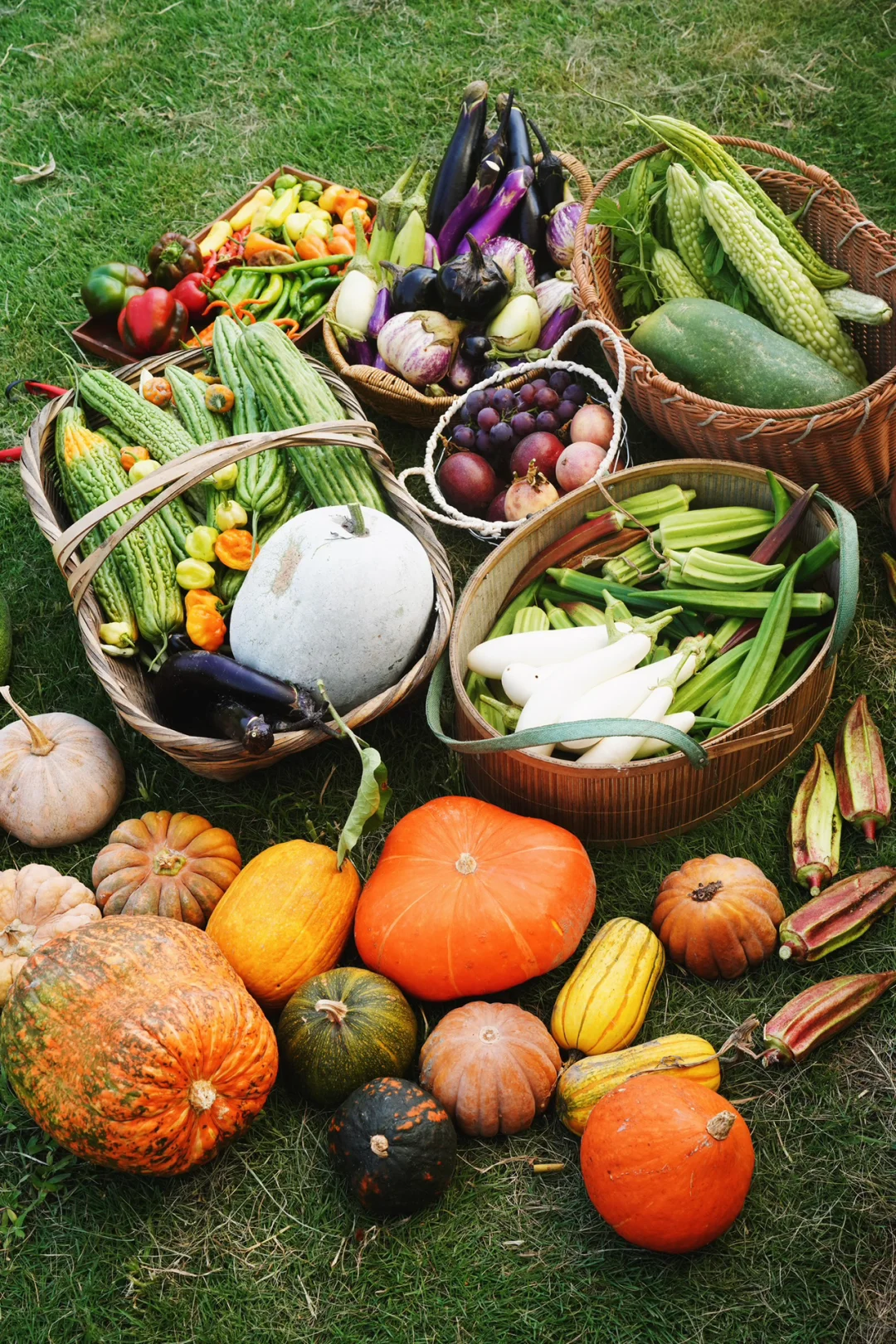 夏季的菜园就是最好的调色盘?