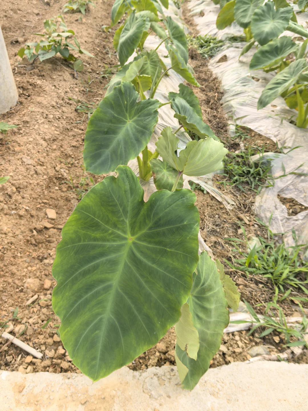 在线猜农作物蔬菜看你能闯到第几张