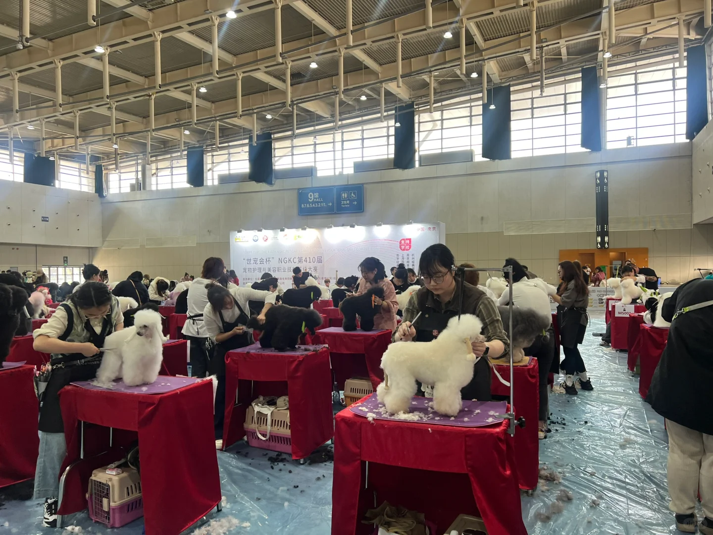 带你薅羊毛-想来南京世宠会的看这里