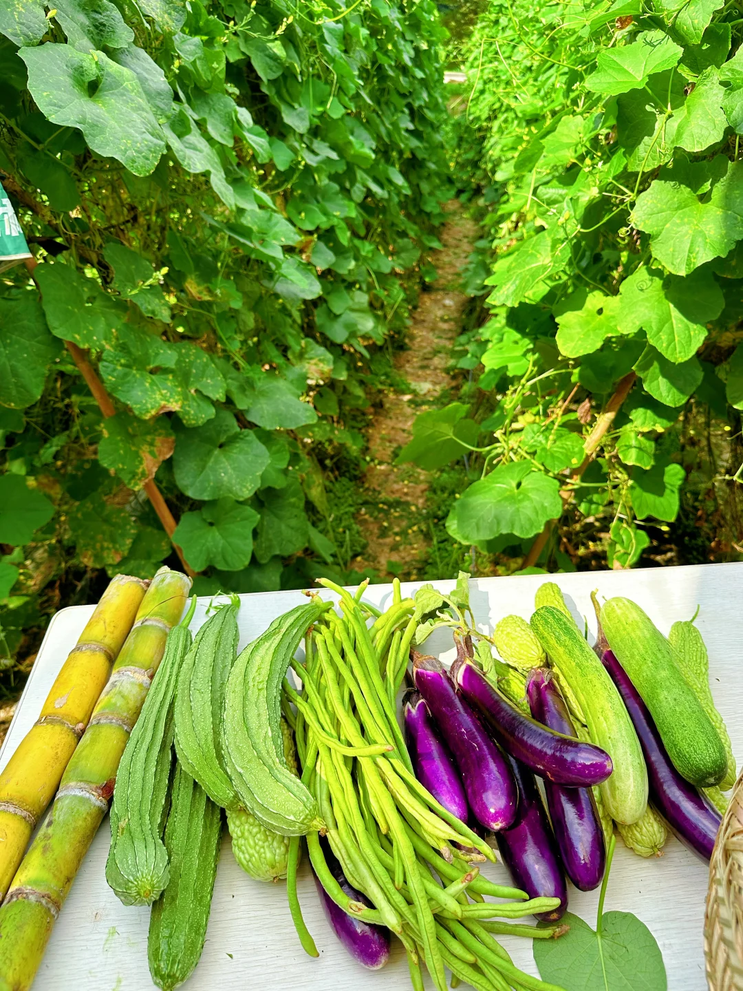 大自然的馈赠???????️