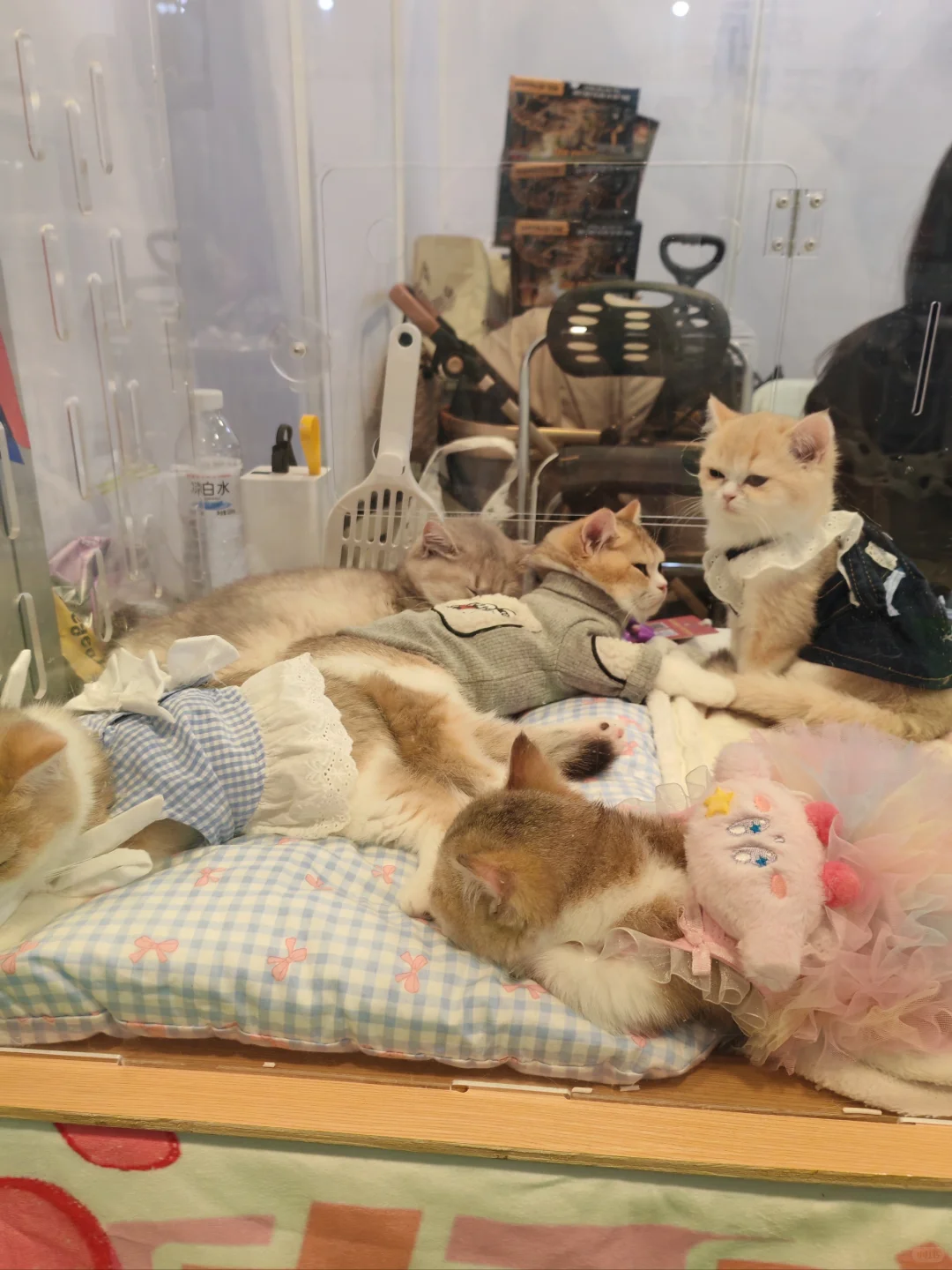 当农产品展遇见趣宠展怎么能不去薅羊毛