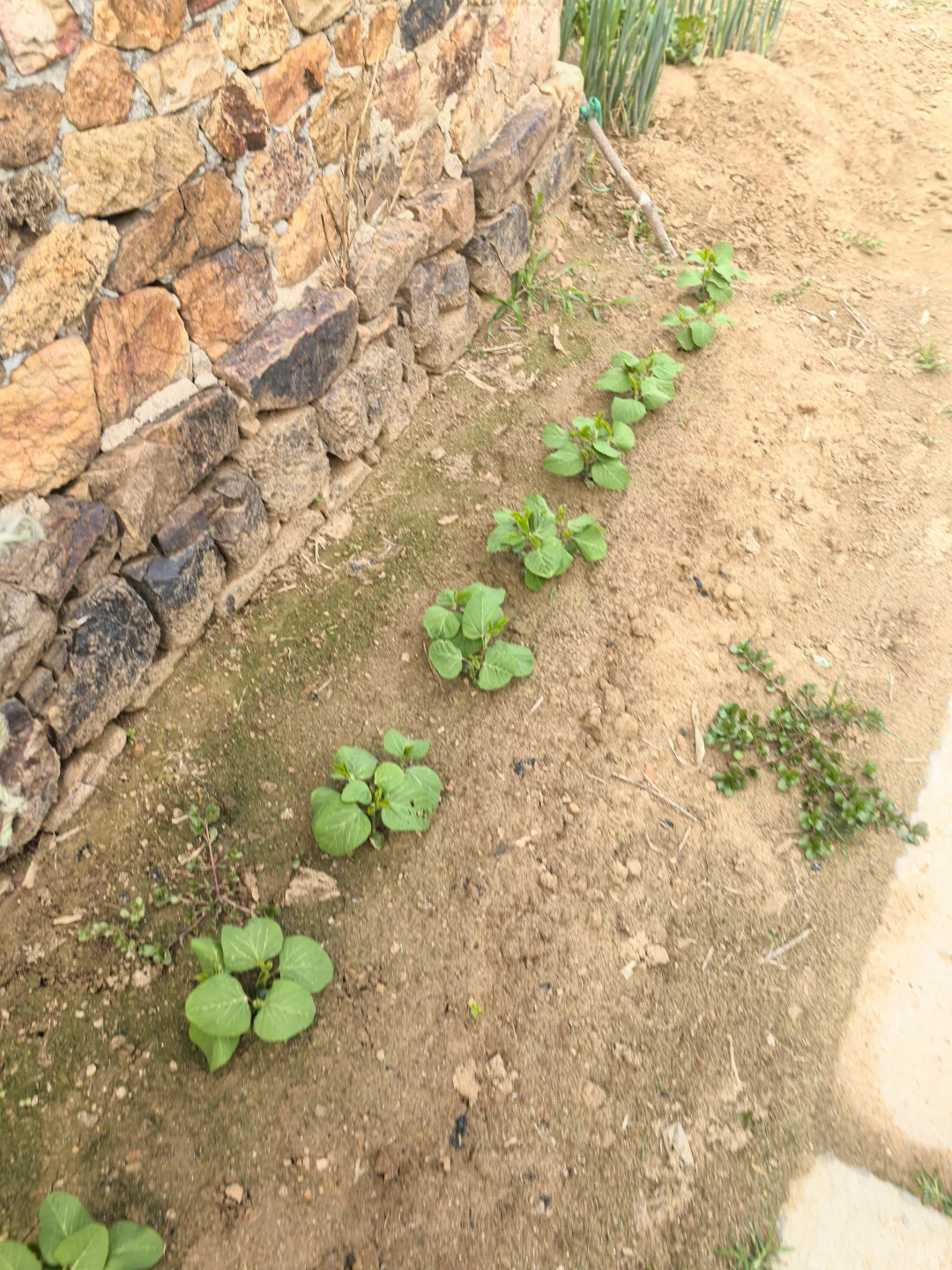 在线猜农作物蔬菜看你能闯到第几张