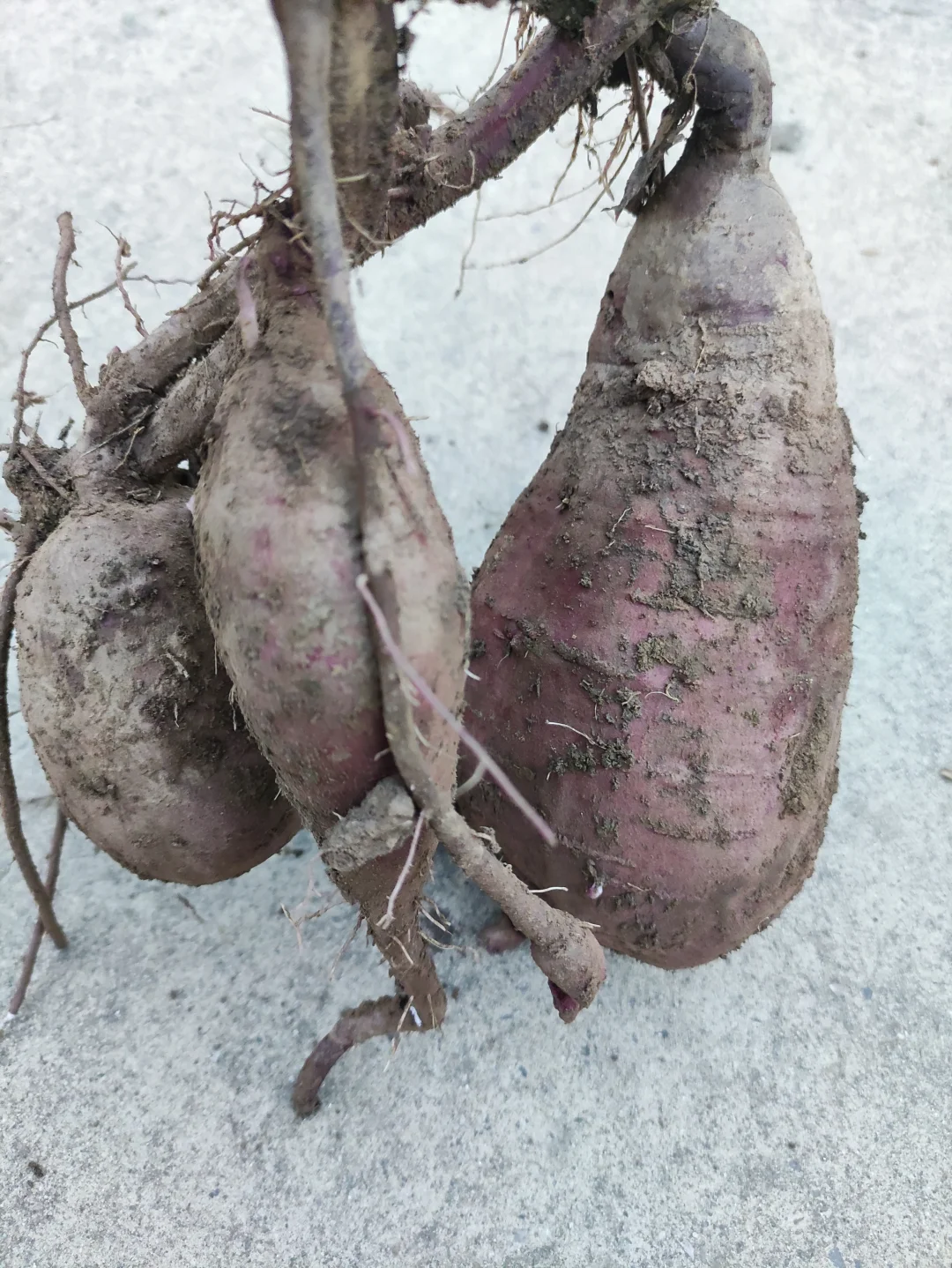 父亲今年第一次尝试在泡沫箱子里种的紫薯