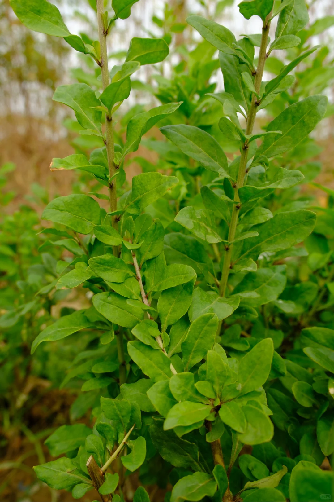 富士随拍｜菜园里的治愈色