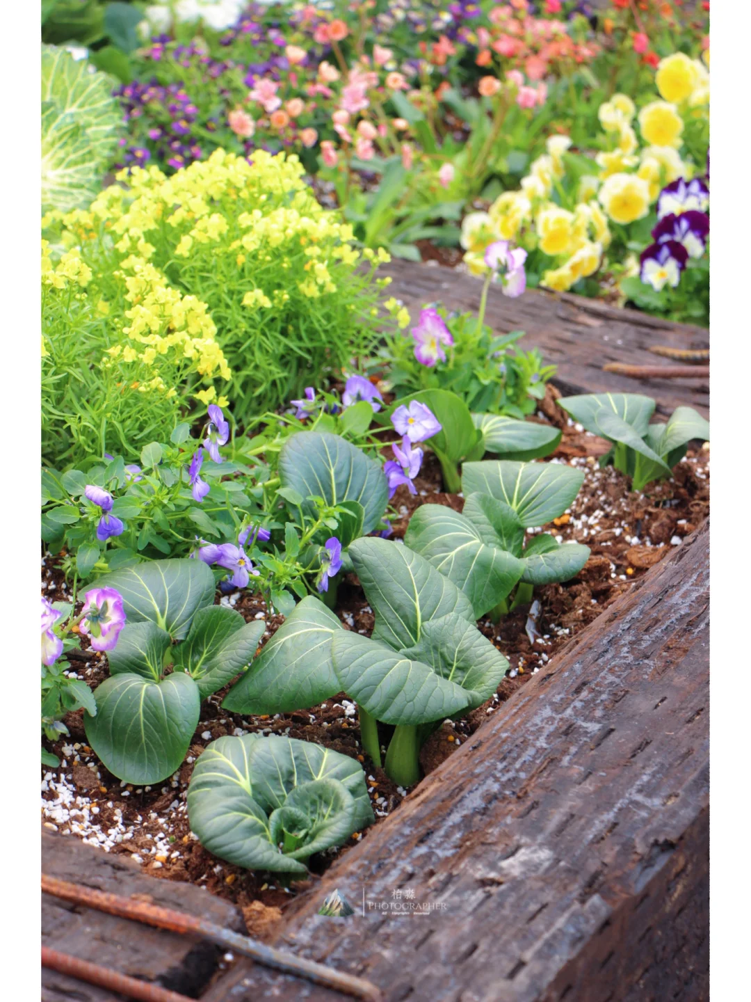 谁看了都会来一句,你这菜园的年味太冲了!