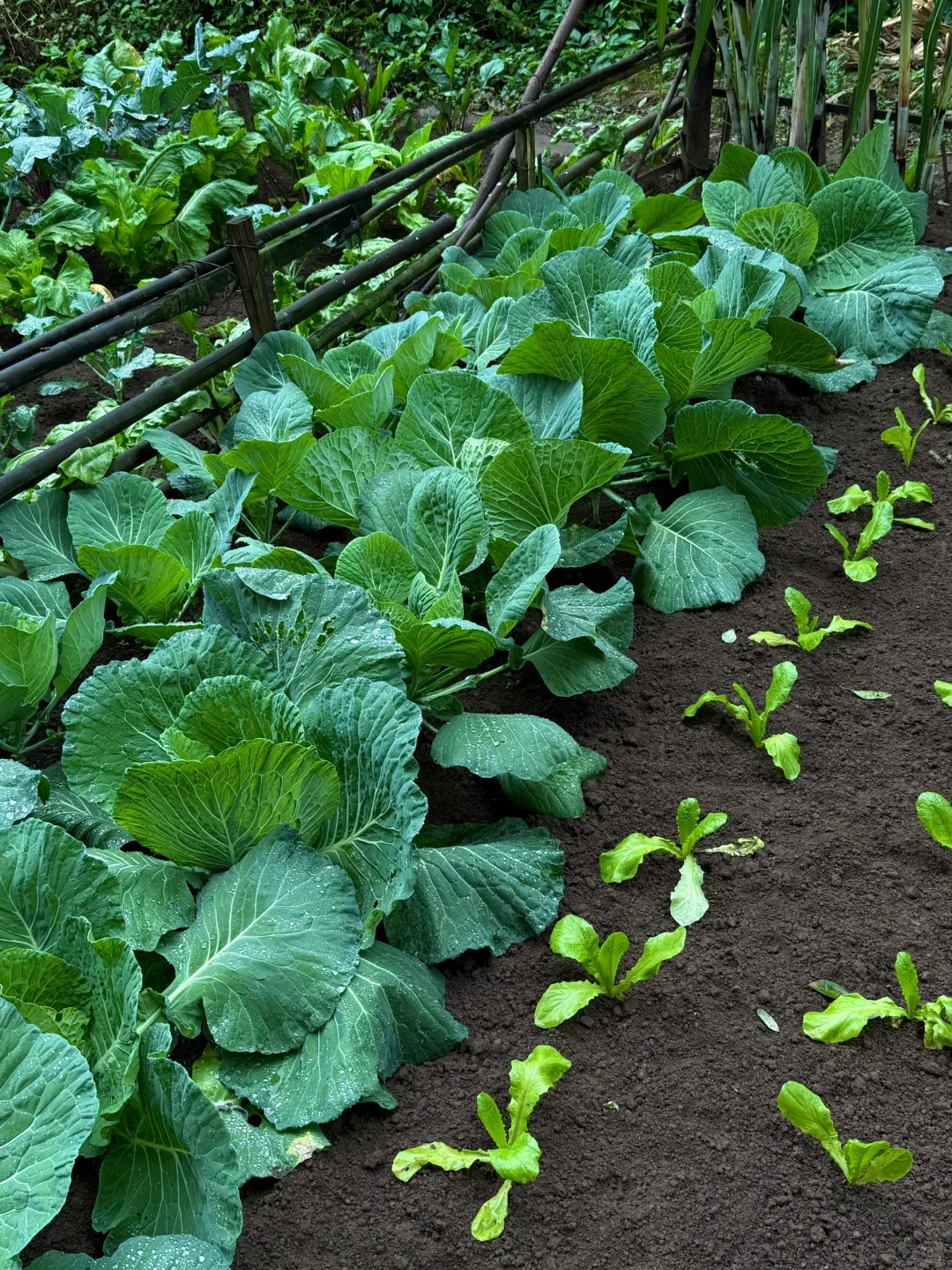 “天呐：永远没有一根杂草的菜地……”