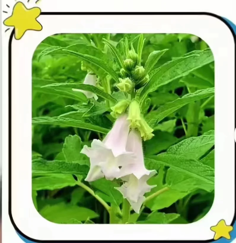 农作物，你能认识几个？？