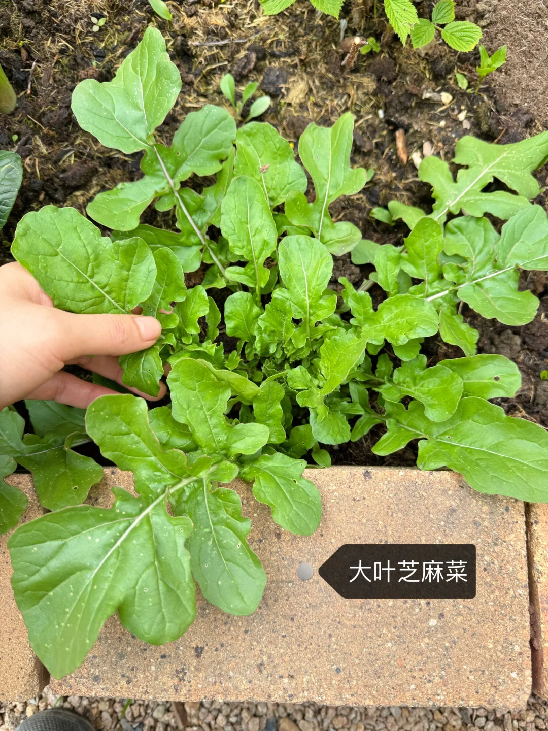 刷到什么学什么吧，教你认菜?