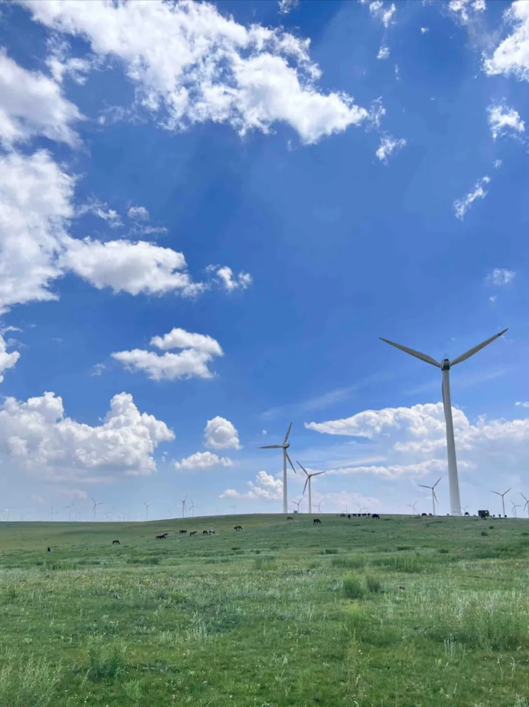 乌兰察布风车草原