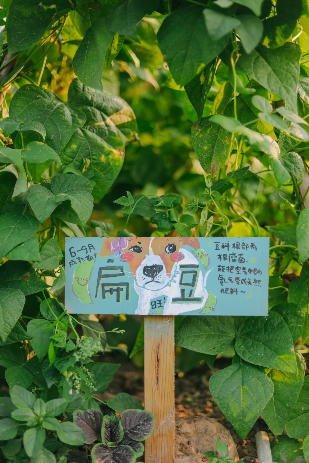 田野农｜给地里的蔬菜做了名牌！