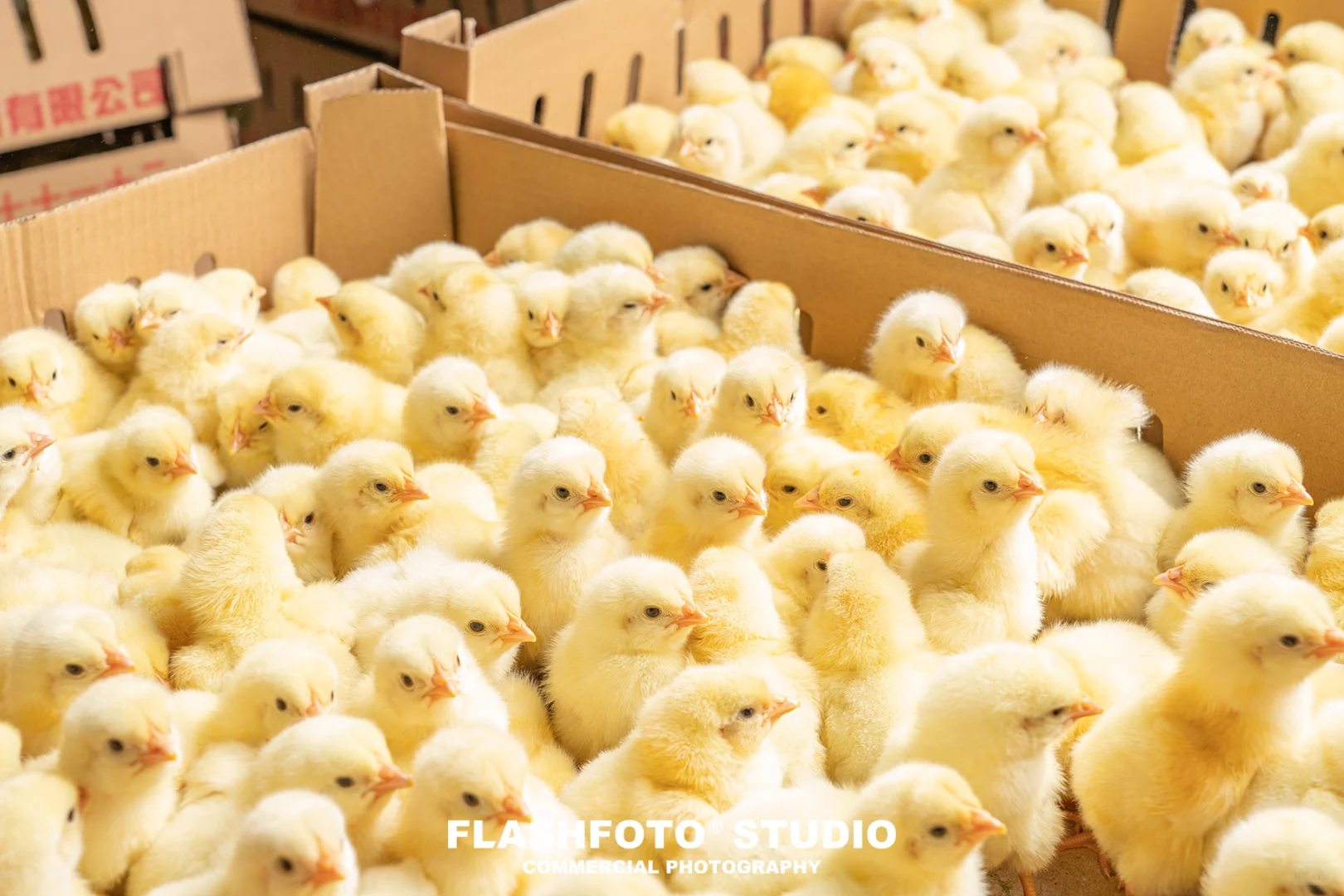 畜牧业商业拍摄|高级感