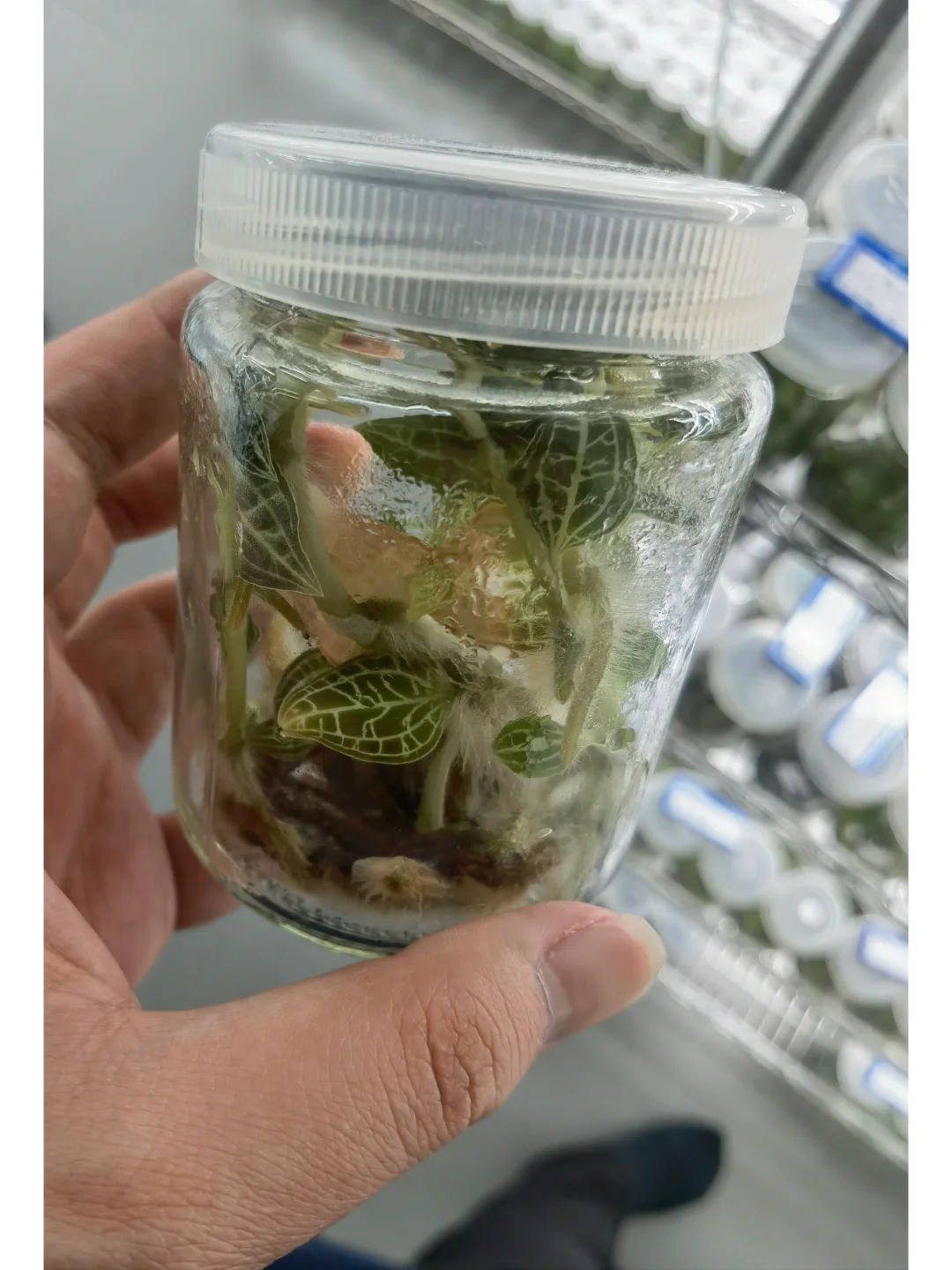 兰花里唯一观叶类型-宝石兰