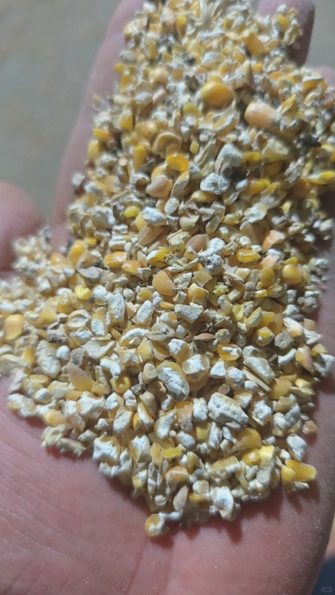 养殖碎玉米厂家