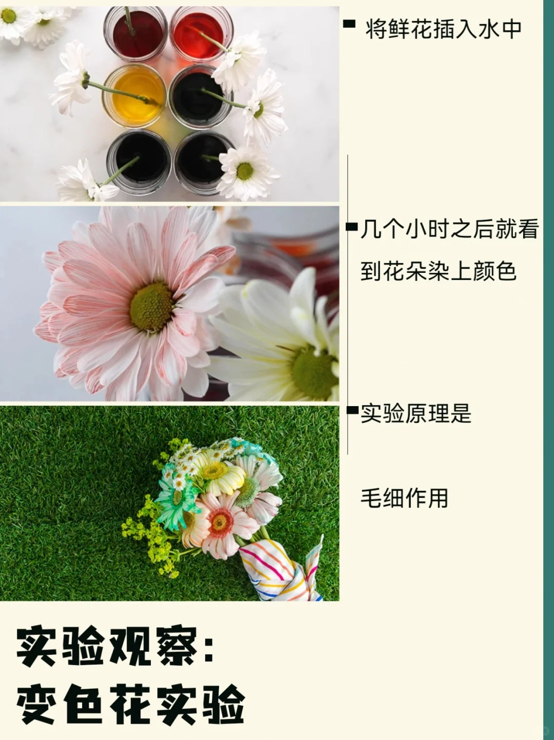 ?【DIY实验】观察白色鲜花如何变色！