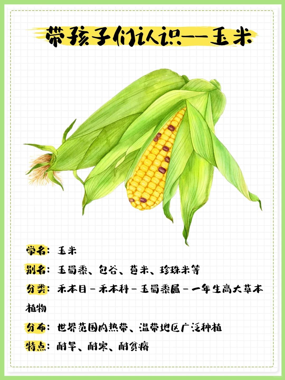 【科普图鉴·玉米】每天收获新知识❗