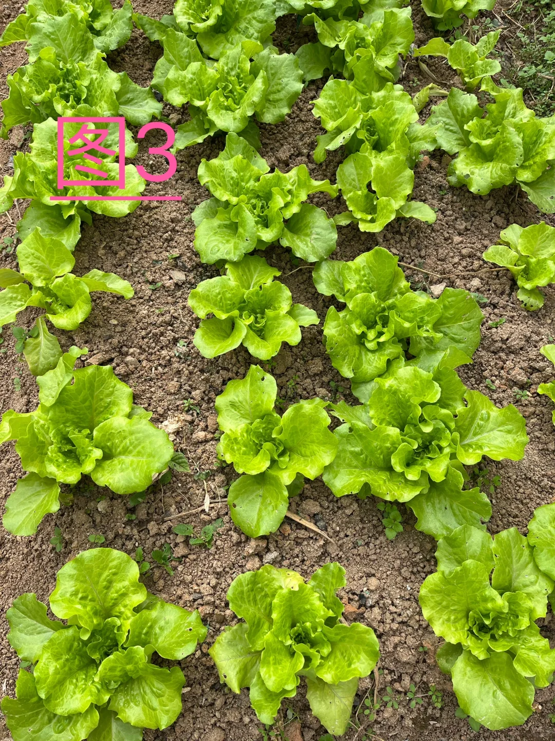 你能认识几种蔬菜呢，我反正没有认全